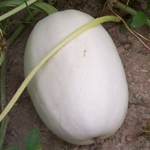 Spaghetti Squash (Vegetable Spaghetti) SQUASH, WINTER 5 g