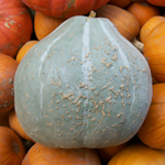 Sweet Meat Squash SQUASH, WINTER 5 g