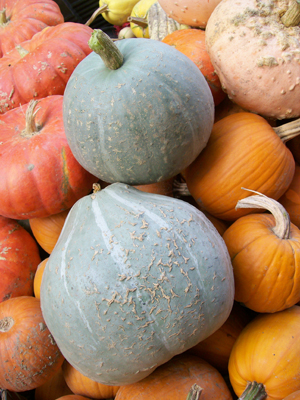 Sweet Meat Squash SQUASH, WINTER 5 g Sweet Meat Squash SQUASH, WINTER 5 g