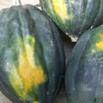 Table Queen Vine (Acorn) SQUASH, WINTER 4 g