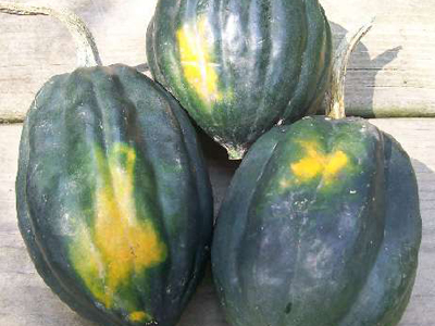Table Queen Vine (Acorn) SQUASH, WINTER 3 g Table Queen Vine (Acorn) SQUASH, WINTER 3 g