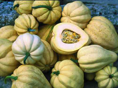 Thelma Sanders Sweet Potato (Acorn) SQUASH, WINTER 2 g Thelma Sanders Sweet Potato (Acorn) SQUASH, WINTER 2 g