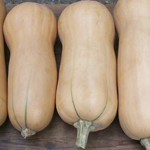 Waltham Butternut SQUASH, WINTER 4 g