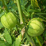 Tomate Verde TOMATILLO 0.09 g