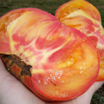 Big Rainbow TOMATO 0.16 g
