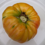 Williams Striped TOMATO 0.16 g