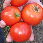 Heinz 1350 VF TOMATO 0.16 g