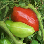 Long Tom TOMATO 0.16 g