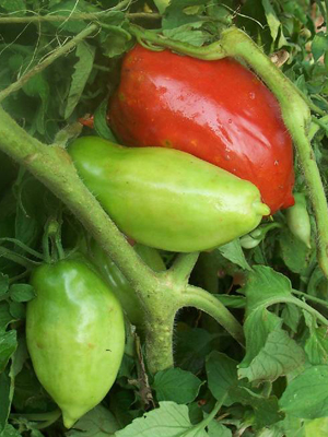 Long Tom TOMATO 0.16 g Long Tom TOMATO 0.16 g