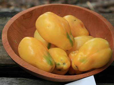Yellow Bell TOMATO 0.16 g Yellow Bell TOMATO 0.16 g