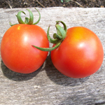 Amy's Sugar Gem TOMATO 0.16 g