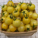 Dr. Carolyn TOMATO 0.08 g Dr. Carolyn TOMATO 0.08 g