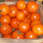 Mini Orange TOMATO 0.16 g Mini Orange TOMATO 0.16 g