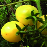 Pale Yellow Egg TOMATO, CHERRY 0.09 g Pale Yellow Egg TOMATO, CHERRY 0.09 g