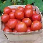 Riesentraube TOMATO, CHERRY 0.16 g
