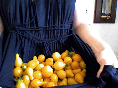 Yellow Pear TOMATO, CHERRY 0.08 g Yellow Pear TOMATO, CHERRY 0.08 g