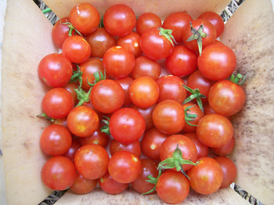 Sugar Cherry TOMATO, CHERRY 0.09 g Sugar Cherry TOMATO, CHERRY 0.09 g