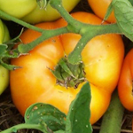 Sophie's Choice TOMATO 0.16 g