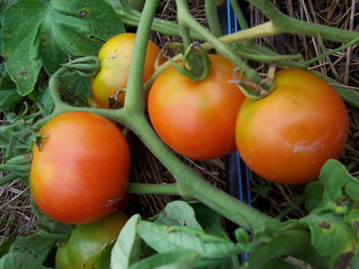 Zarnitsa TOMATO 0.16 g Zarnitsa TOMATO 0.16 g