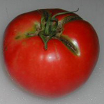 June Pink (Pink Earliana) TOMATO 0.16 g