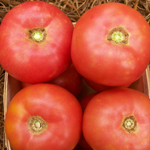 Eva Purple Ball TOMATO 1.5 g