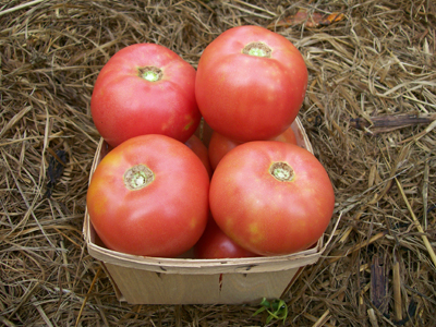 Eva Purple Ball TOMATO 0.16 g Eva Purple Ball TOMATO 0.16 g