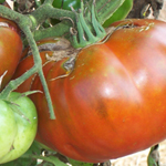 Paul Robeson TOMATO 0.16 g