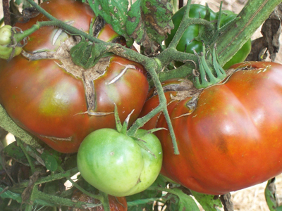 Paul Robeson TOMATO 0.16 g Paul Robeson TOMATO 0.16 g