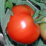 OTV Brandywine TOMATO 0.16 g