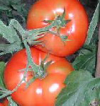 Druzba TOMATO 0.16 g Druzba TOMATO 0.16 g