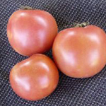 Illinois Beauty TOMATO 0.16 g Illinois Beauty TOMATO 0.16 g