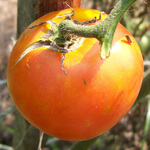 Marglobe VF (Marglobe Improved) TOMATO 0.16 g Marglobe VF (Marglobe Improved) TOMATO 0.16 g