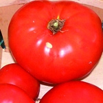 Martian Giant Slicer TOMATO 0.16 g Martian Giant Slicer TOMATO 0.16 g