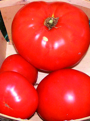 Martian Giant Slicer TOMATO 0.16 g Martian Giant Slicer TOMATO 0.16 g