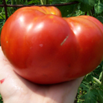 Mortgage Lifter VFN TOMATO 1.5 g