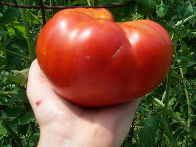 Mortgage Lifter VFN TOMATO 0.16 g Mortgage Lifter VFN TOMATO 0.16 g