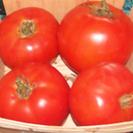 Neptune TOMATO 0.16 g Neptune TOMATO 0.16 g