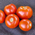 Old Virginia TOMATO 0.16 g Old Virginia TOMATO 0.16 g