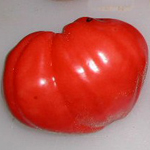 Oxheart TOMATO 0.16 g