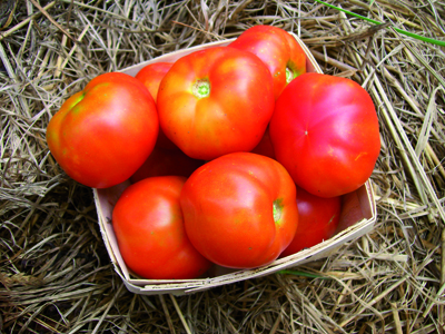 stupice tomato