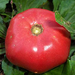 Tappy's Heritage TOMATO 0.16 g