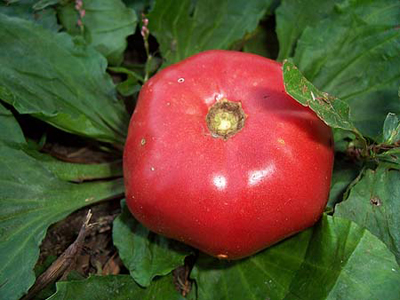 Tappy's Heritage TOMATO 0.16 g Tappy's Heritage TOMATO 0.16 g