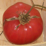 Wins All TOMATO 0.16 g