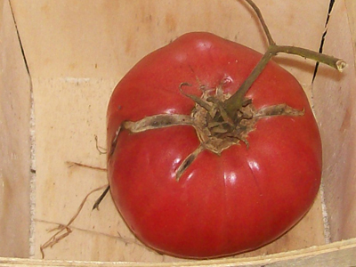 Wins All TOMATO 0.16 g Wins All TOMATO 0.16 g
