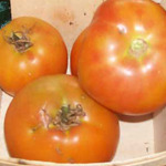 Reverend Morrows Long Keeper TOMATO, WINTER STORAGE 0.16 g