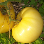 White Wonder TOMATO 0.16 g