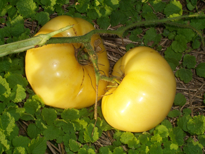 White Wonder TOMATO 0.16 g White Wonder TOMATO 0.16 g