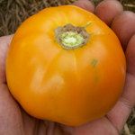 Dad's Sunset TOMATO 0.16 g Dad's Sunset TOMATO 0.16 g