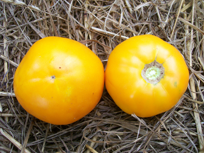 Dad's Sunset TOMATO 0.16 g Dad's Sunset TOMATO 0.16 g