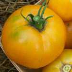 Djena Lee's Golden Girl TOMATO 0.16 g Djena Lee's Golden Girl TOMATO 0.16 g